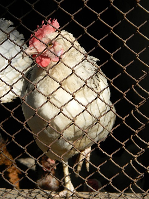 球员的工资 球员的工资